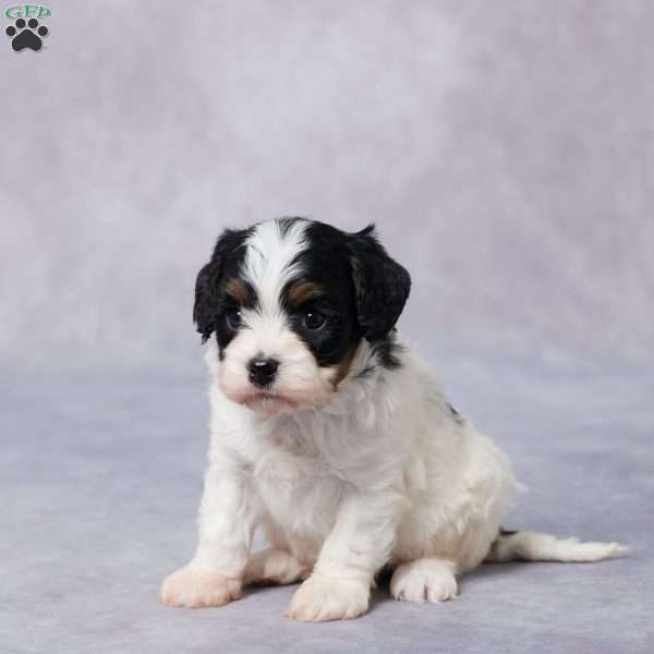 Sal, Cavapoo Puppy